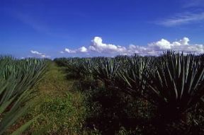 Tanzania. Coltivazioni di sisal. L'agricoltura occupa l'80% della popolazione del Paese.De Agostini Picture Library/S. Vannini Tanzania. Coltivazioni di sisal. L'agricoltura occupa l'80% della popolazione del Paese.De Agostini Picture Library/S. Vannini
