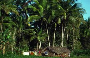 Zanzibar. Una capanna, tipica abitazione dell'isola.De Agostini Picture Library/S. Vannini Zanzibar. Una capanna, tipica abitazione dell'isola.De Agostini Picture Library/S. Vannini