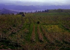 Val di Non. Coltivazione di meli.De Agostini Picture Library / G. Cappelli