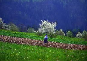 Val di Non. Lavoro nei campi.De Agostini Picture Library / G. Cappelli