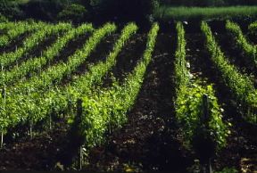 Toscana. Vigneti nell'isola d'Elba.De Agostini Picture Library/M. Amendola