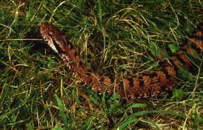 Vipera aspide (Vipera aspis).De Agostini Picture Library/F. Bertola Vipera aspide (Vipera aspis).De Agostini Picture Library/F. Bertola