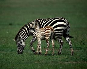 Zebra di Grant (Hippotigris quagga).De Agostini Picture Library/P. Jaccod Zebra di Grant (Hippotigris quagga).De Agostini Picture Library/P. Jaccod