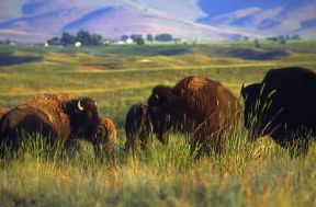 Montana. Bisonti nel National Bison Range.De Agostini Picture Library / G. Sioën Montana. Bisonti nel National Bison Range.De Agostini Picture Library / G. Sioën