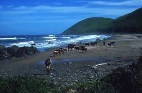 Transkei. Veduta della costa del Paese presso Port S. Johns. De Agostini Picture Library/S. Vannini Transkei. Veduta della costa del Paese presso Port S. Johns. De Agostini Picture Library/S. Vannini