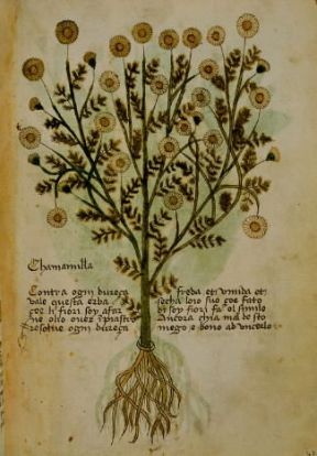 Botanica . Pagina illustrata di un erbario del XIV sec. (Trento, Biblioteca del Castello del Buon Consiglio). De Agostini Picture Library/G. Dagli Orti Botanica . Pagina illustrata di un erbario del XIV sec. (Trento, Biblioteca del Castello del Buon Consiglio). De Agostini Picture Library/G. Dagli Orti