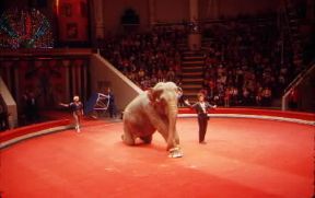 Circo. Uno spettacolo con un elefante ammaestrato.De Agostini Picture Library/Cedri Circo. Uno spettacolo con un elefante ammaestrato.De Agostini Picture Library/Cedri
