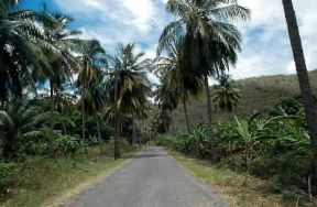 Antigua e Barbuda. Strada vicino alla foresta.De Agostini Picture Library/D. Minassian Antigua e Barbuda. Strada vicino alla foresta.De Agostini Picture Library/D. Minassian