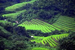 Thailandia. Coltivazioni presso Chiang Rai: l'arativo copre più del 43% della superficie nazionale.De Agostini Picture Library/C. Sappa Thailandia. Coltivazioni presso Chiang Rai: l'arativo copre più del 43% della superficie nazionale.De Agostini Picture Library/C. Sappa