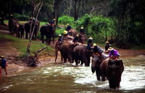 Thailandia. Gli elefanti vengono impiegati nello sfruttamento forestale del Paese.De Agostini Picture Library/C. Sappa Thailandia. Gli elefanti vengono impiegati nello sfruttamento forestale del Paese.De Agostini Picture Library/C. Sappa