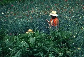 Venezuela. Coltivazioni di fiori nello Stato di Mérida.De Agostini Picture Library/G. Sioën Venezuela. Coltivazioni di fiori nello Stato di Mérida.De Agostini Picture Library/G. Sioën