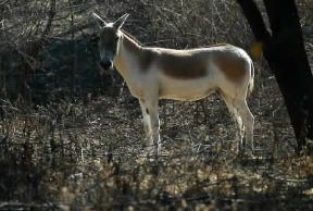 Asino. Esemplare di asino indiano (Equus hemionus ).De Agostini Picture Library/Dani-Jeske Asino. Esemplare di asino indiano (Equus hemionus ).De Agostini Picture Library/Dani-Jeske