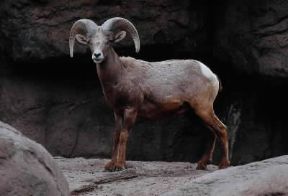 Bighorn. Esemplare di bighorn (Ovis canadensis mexicano).De Agostini Picture Library/C. Dani - I. Jeske Bighorn. Esemplare di bighorn (Ovis canadensis mexicano).De Agostini Picture Library/C. Dani - I. Jeske