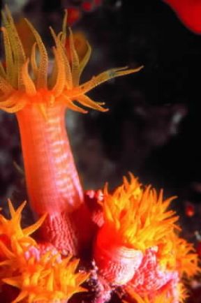 Celenterati. Esemplare di anemone di mare.De Agostini Picture Library/Dani-Jeske Celenterati. Esemplare di anemone di mare.De Agostini Picture Library/Dani-Jeske