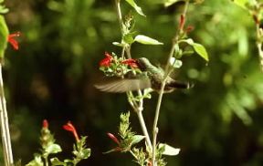 ColibrÃ¬. Esemplare che si nutre di nettare di fiore.De Agostini Picture Library / Dani-Jeske