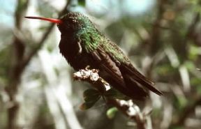 ColibrÃ¬. Esemplare in volo.De Agostini Picture Library / Dani-Jeske