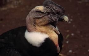 Condor delle Ande (Vultur gryphus).De Agostini Picture Library / Dani-Jeske Condor delle Ande (Vultur gryphus).De Agostini Picture Library / Dani-Jeske