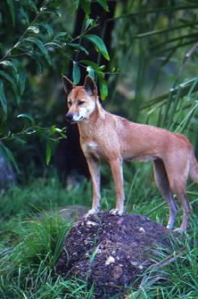 Dingo . Esemplare di Canis dingo.De Agostini Picture Library/G. Sioën Dingo . Esemplare di Canis dingo.De Agostini Picture Library/G. Sioën