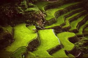 Filippine. Coltivazione di riso a terrazze.De Agostini Picture Library/G. Wright