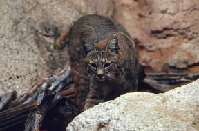 Lince rossa (Lynx rufus baileyi).De Agostini Picture Library/Dani-Jeske Lince rossa (Lynx rufus baileyi).De Agostini Picture Library/Dani-Jeske