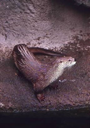 Lontra del Canada (Lutra canadensis).De Agostini Picture Library/Dani-Jeske