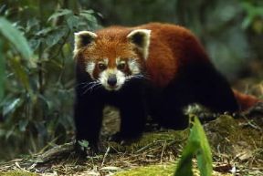Panda .Esemplare di Ailurus fulgens.De Agostini Picture Library/C. Dani-I. Jeske Panda .Esemplare di Ailurus fulgens.De Agostini Picture Library/C. Dani-I. Jeske