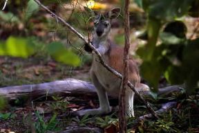 Parco Nazionale . Paesaggio e fauna di un parco australiano.De Agostini Picture Library/G. Sioën Parco Nazionale . Paesaggio e fauna di un parco australiano.De Agostini Picture Library/G. Sioën