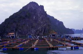 Repubblica Socialista del Viet Nam. Pescicoltura nella baia di Halong.De Agostini Picture Library/C. Sappa