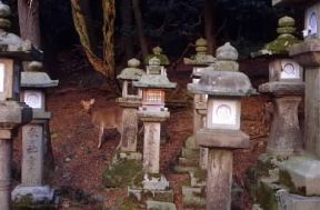 Shintoismo . Lanterne in pietra nel tempio di Kasuga a Nara.De Agostini Picture Library/G. Sioën Shintoismo . Lanterne in pietra nel tempio di Kasuga a Nara.De Agostini Picture Library/G. Sioën