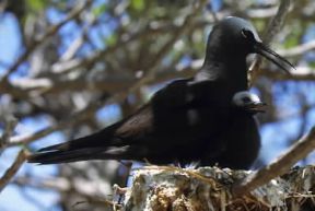 Sterna (Sterna fuscata). La specie Ã¨ inconfondibile perchÃ© Ã¨ nera superiormente e bianca inferiormente in tutte le stagioni.De Agostini Picture Library/Dani-Jeske