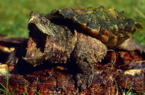 Tartaruga alligatore (Macrochelys temmincki).De Agostini Picture Library/Dani/Jeske