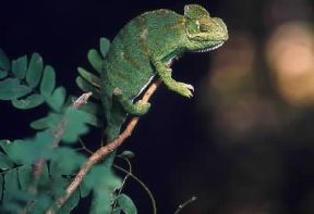 Camaleonte (Chamaeleo zeylanicus).De Agostini Picture Library/Dani-Jeske Camaleonte (Chamaeleo zeylanicus).De Agostini Picture Library/Dani-Jeske