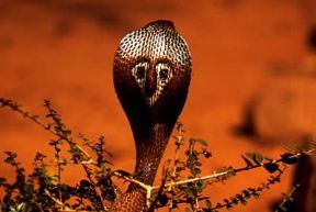 Cobra. Il cobra dagli occhiali (Naja naja) Ã¨ cosÃ¬ chiamato in quanto reca sul 