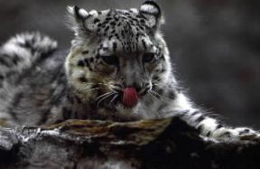 Leopardo delle nevi o irbis.De Agostini Picture Library/Dani-Jeske Leopardo delle nevi o irbis.De Agostini Picture Library/Dani-Jeske