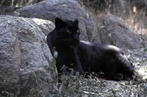 Pantera. Esemplare di pantera nera (Panthera pardus).De Agostini Picture Library/Dani-Jeske Pantera. Esemplare di pantera nera (Panthera pardus).De Agostini Picture Library/Dani-Jeske