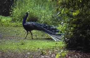 Pavone (Pavo cristatus).De Agostini Picture Library/Dani-Jeske Pavone (Pavo cristatus).De Agostini Picture Library/Dani-Jeske