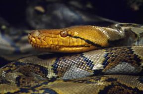 Pitone reticolato (Python reticulatus).De Agostini Picture Library/Dani-Jeske Pitone reticolato (Python reticulatus).De Agostini Picture Library/Dani-Jeske