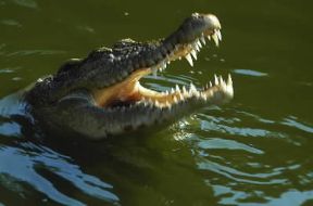 Rettili. Esemplare di coccodrillo marino gigante (Crocodylus porosus).De Agostini Picture Library/Dani-Jeske Rettili. Esemplare di coccodrillo marino gigante (Crocodylus porosus).De Agostini Picture Library/Dani-Jeske