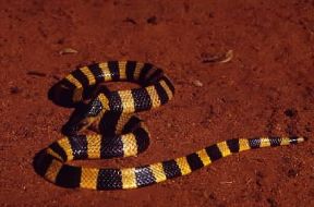Rettilli. Esemplare di vipera striata (Bungarus fasciatus).De Agostini Picture Library/Dani-Jeske Rettilli. Esemplare di vipera striata (Bungarus fasciatus).De Agostini Picture Library/Dani-Jeske