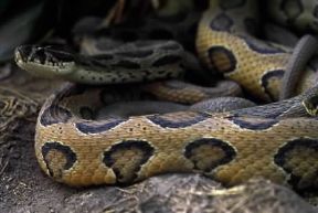 Vipera. Esemplare di Bungarus caeruleus.De Agostini Picture Library/Dani/Jeske Vipera. Esemplare di Bungarus caeruleus.De Agostini Picture Library/Dani/Jeske