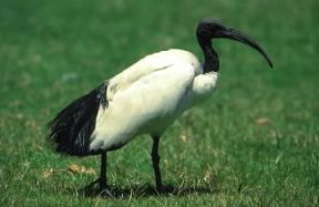 Ibis. Esemplare di Threskiornis aethiopicus.De Agostini Picture Library / G. Wright Ibis. Esemplare di Threskiornis aethiopicus.De Agostini Picture Library / G. Wright
