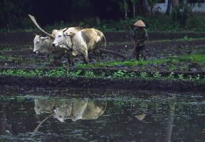 Indonesia . Agricoltore giavanese impegnato nel lavoro di una risaia.De Agostini Picture Library/L. Romano Indonesia . Agricoltore giavanese impegnato nel lavoro di una risaia.De Agostini Picture Library/L. Romano