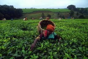 Kenya. Piantagione di tÃ¨ nei dintorni di Nairobi.De Agostini Picture Library/G. Wright