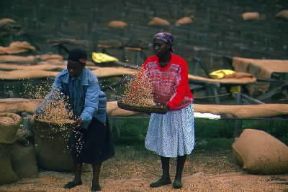 Kenya. Un momento della lavorazione del caffÃ¨.De Agostini Picture Library/G. Wright