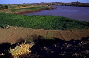 Sudan. Coltivazioni lungo il Nilo; l'agricoltura occupa la maggioranza dei Sudanesi.De Agostini Picture Library/C. Sappa Sudan. Coltivazioni lungo il Nilo; l'agricoltura occupa la maggioranza dei Sudanesi.De Agostini Picture Library/C. Sappa