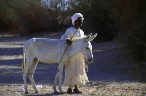 Sudan. Il patrimonio zootecnico del Paese è considerevole nonostante la povertà dell'acqua.De Agostini Picture Library/C. Sappa Sudan. Il patrimonio zootecnico del Paese è considerevole nonostante la povertà dell'acqua.De Agostini Picture Library/C. Sappa