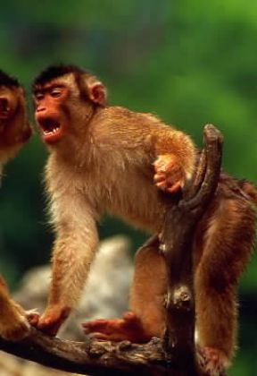 Bertuccia. Esemplare di Macaca sylvana.De Agostini Picture Library/C. Dani - I. Jeske Bertuccia. Esemplare di Macaca sylvana.De Agostini Picture Library/C. Dani - I. Jeske