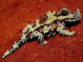 Moloch. Esemplare di Moloch horridus.De Agostini Picture Library / C. Dani / Jeske