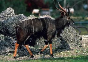 Nyala . Esemplare maschio di Tragelaphus angasi.C. Dani/I. Jeske Nyala . Esemplare maschio di Tragelaphus angasi.C. Dani/I. Jeske