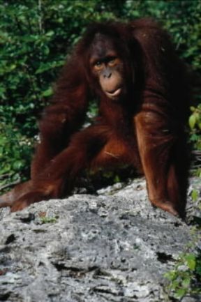 Orango . Esemplare di Pongo pygmaeus.De Agostini Picture Library/C. Dani/I. Jeske Orango . Esemplare di Pongo pygmaeus.De Agostini Picture Library/C. Dani/I. Jeske